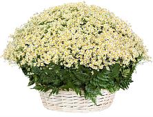 Цветочная композиция из Ромашки в корзине #REPLACE_PRED# Розовке